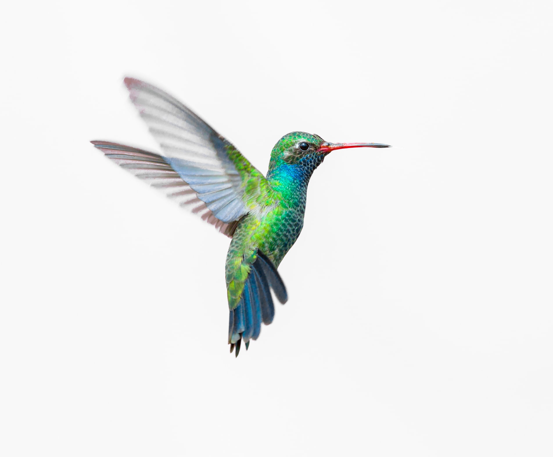 Google-Hummingbird-Update